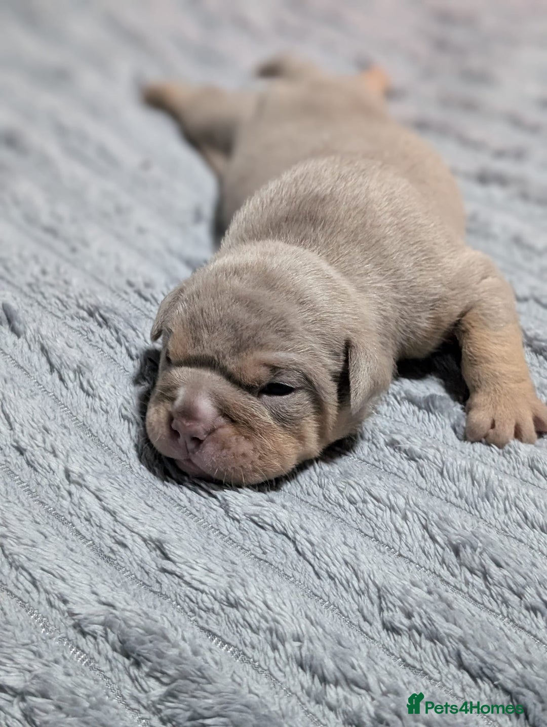 English Bulldog dogs for sale: Beautiful Litter Of New English Bulldog Puppies - Image 6