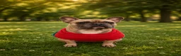 French Bulldog dogs for sale: Platinum & Fawn KC Registered Frenchie Puppies - Advert 2