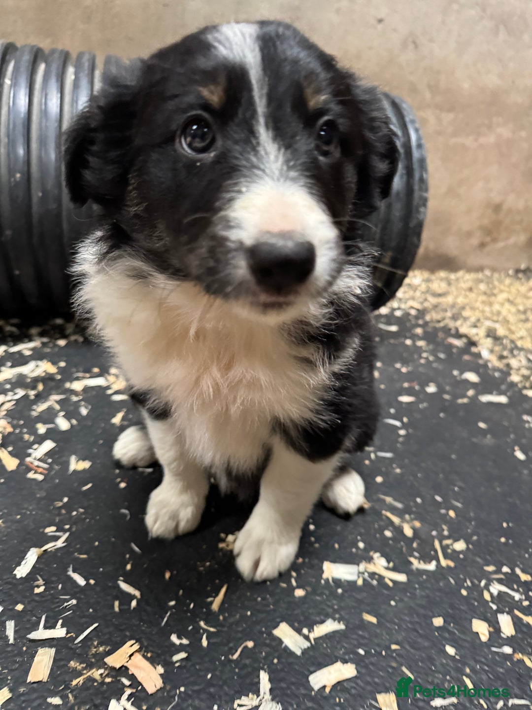 Border Collie dogs for sale: Bouncing border collies - Advert 16
