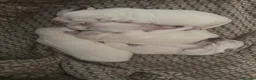 Maltese dogs for sale: Beautiful Maltese puppies for sale - Advert 8