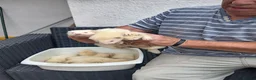 Ferret rodents for sale: Greyhound  ferrets in Worcester - Advert 2