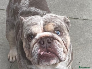English Bulldog dogs in Coventry - Advert 29