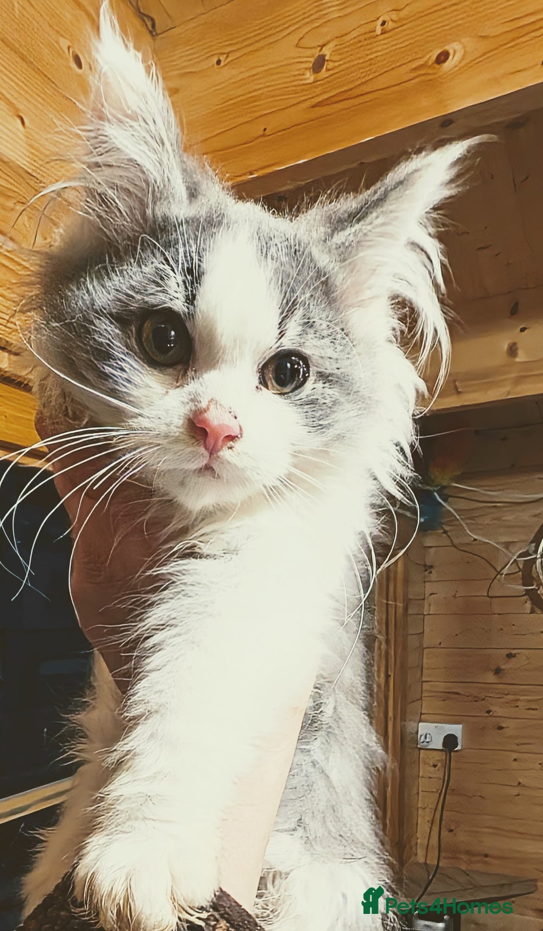 Maine Coon cats for sale: Maine Coon pedigree kittens  - Advert 15