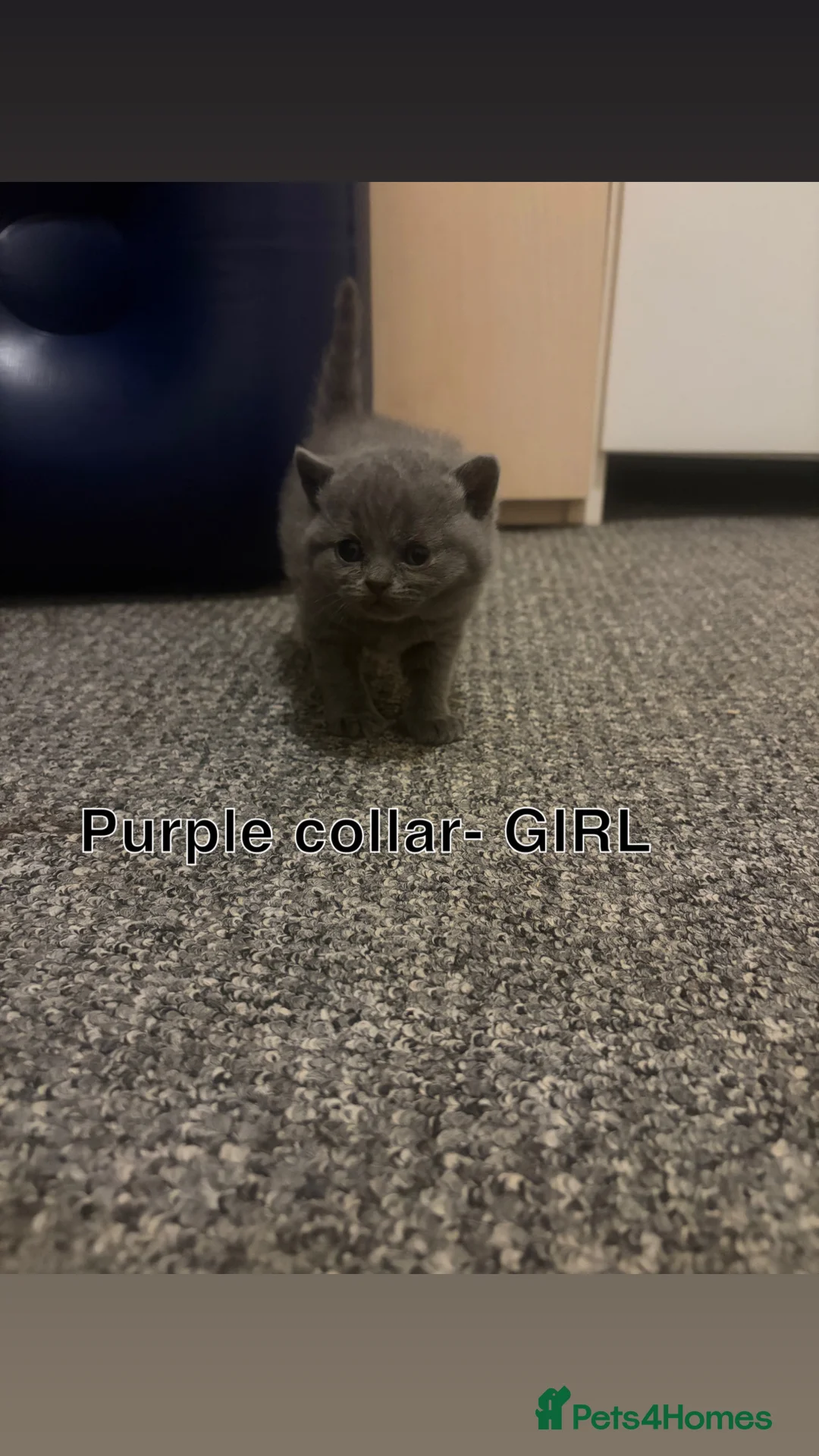 British Shorthair cats for sale: 5 Blue British shorthair kittens  - Advert 8