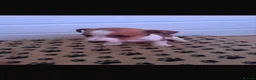 Jack Russell dogs for sale: Mini jack Russell puppies - Advert 5