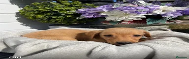 Labrador Retriever 4