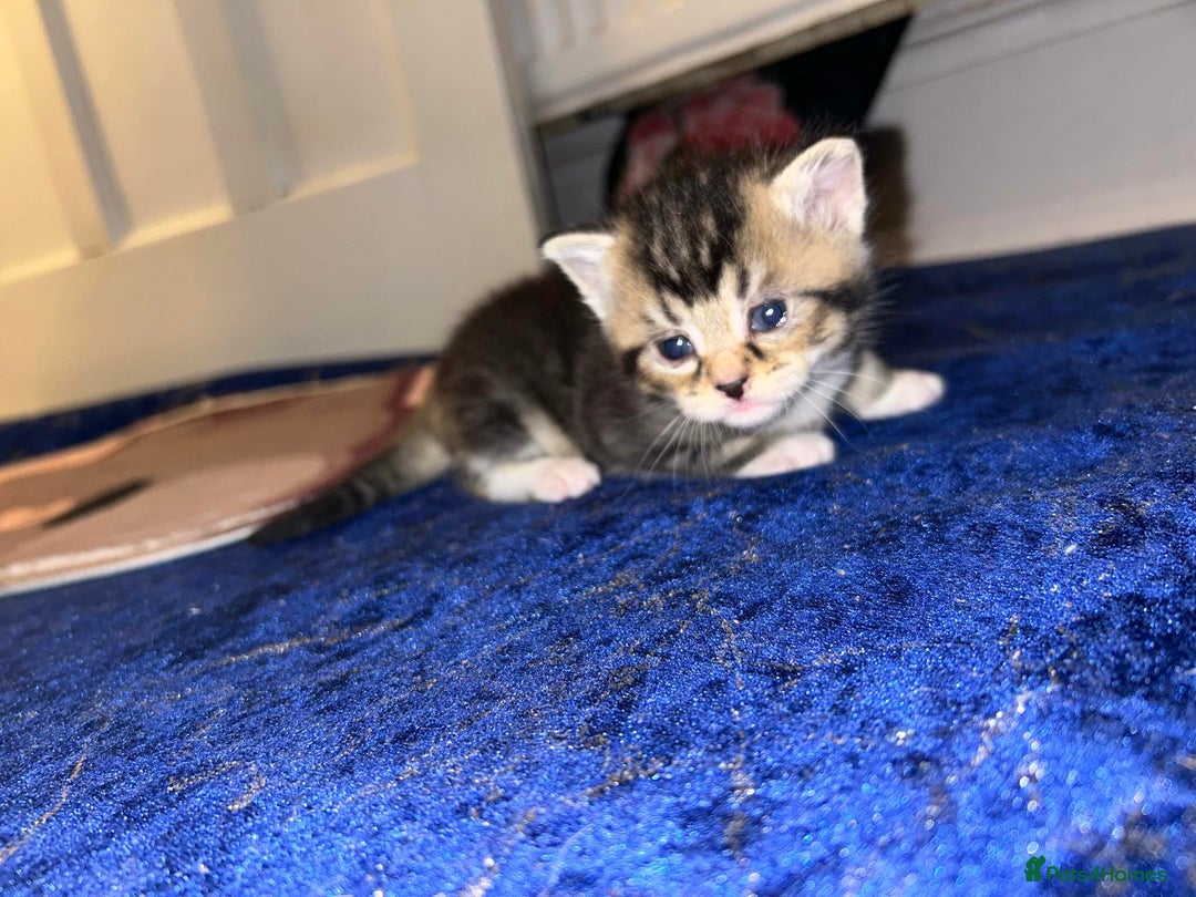 Mixed Breed cats for sale: BEAUTIFUL KITTENS  - Advert 1