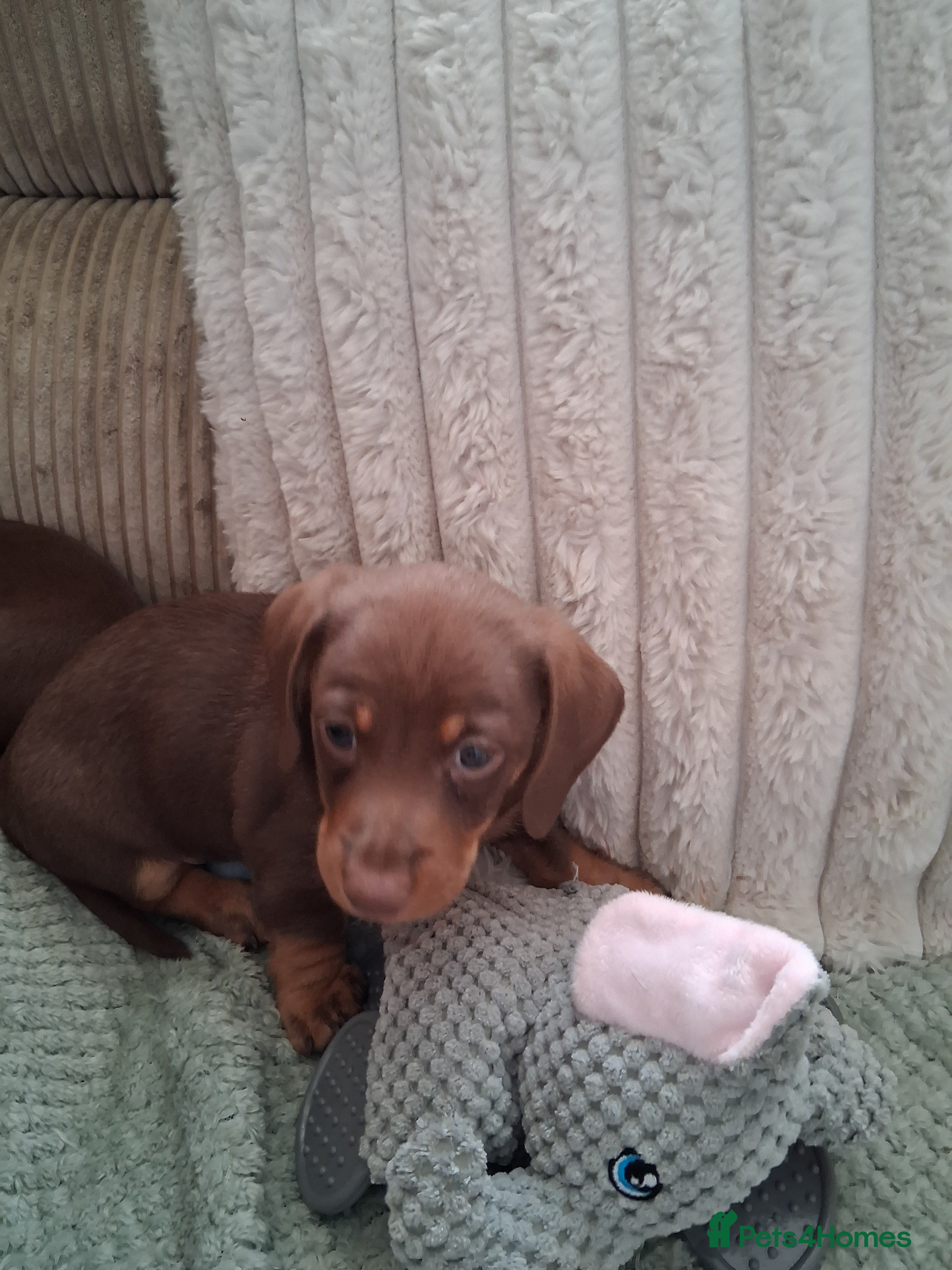 Miniature Dachshund dogs for sale: ONLY 1 BOY LEFT ,READY TO LEAVE THURSDAY 07/05/  - Advert 5