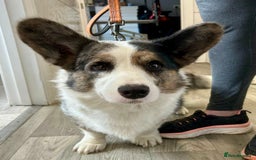 Welsh Corgi Cardigan dogs for sale: Show Quality KC Pedigree Corgi Cardigan Puppies  - Image 13