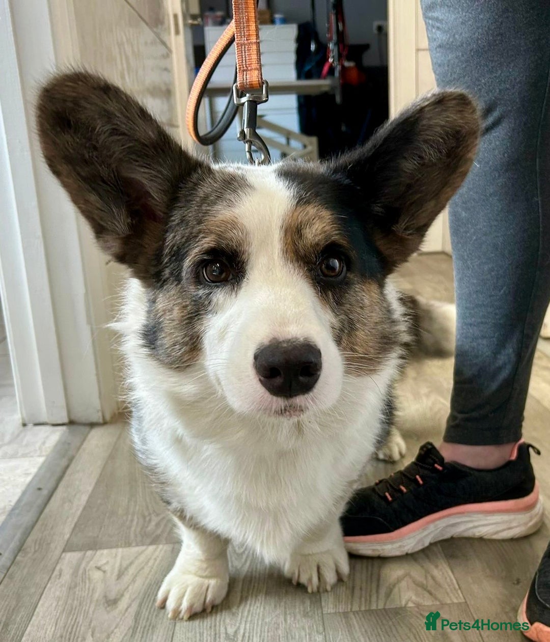 Welsh Corgi Cardigan dogs for sale: Show Quality KC Pedigree Corgi Cardigan Puppies  - Image 13