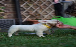 French Bulldog dogs for sale: Fluffy French bulldogs pending pink & testable  - Image 11