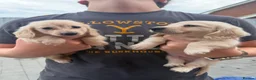 Miniature Dachshund dogs for sale: Cream quality miniature DACHSHUNDS - Advert 8