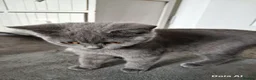 British Shorthair cats for sale: Beautiful British short-hair blue - Advert 11