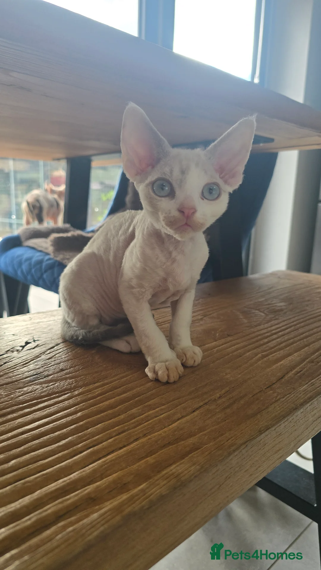 Devon Rex cats for sale: Blue eyed Devon rex boy for sale - Advert 5