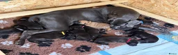 Great Dane dogs for sale: Champion blood exceptional quality black GreatDane - Advert 14