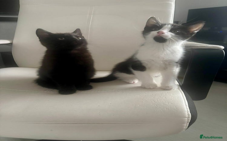 Mixed Breed cats - Advert 15