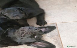 Labrador Retriever dogs for sale: Chunky black labrador girl available  - Image 1