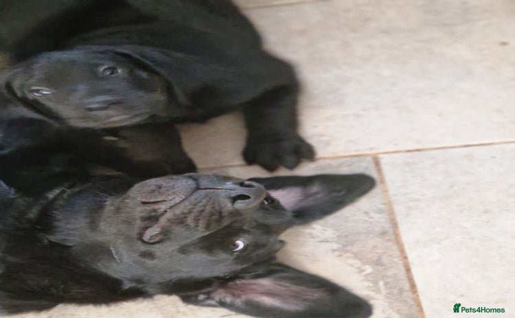 Labrador Retriever dogs - Advert 7