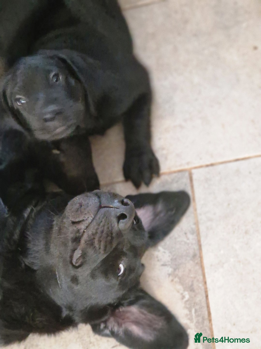 Labrador Retriever dogs for sale: Chunky black labrador girl available  - Image 1