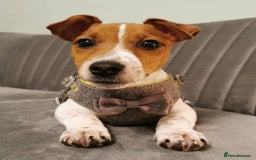 Jack Russell dogs for sale: JACK RUSSELL  - Image 2
