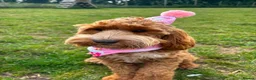 Cockapoo dogs for sale: SHOW TYPE MINIATURE F1 COCKAPOO PUPPIES - Advert 17