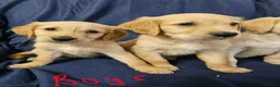 Golden Retriever dogs for sale: Golden retriever puppies in Seaham - Advert 3