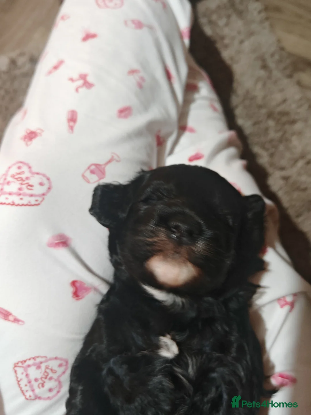 Cockapoo dogs for sale: Cockapoo puppies  - Advert 7