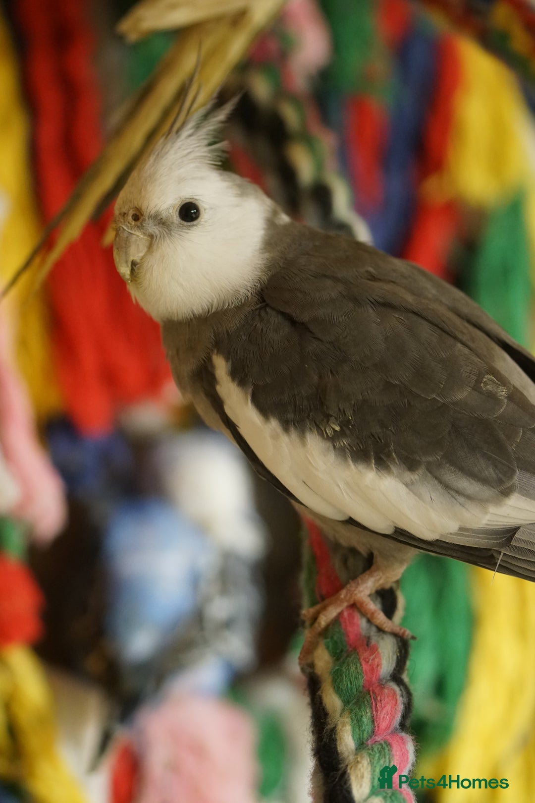 Cockatiels birds for sale: Cockatiels Mixed Genders  - Advert 32