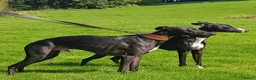 Whippet dogs for stud: Eidynrock Sangoma with Silkspun ,Sportingbred.X in Glasgow - Advert 4