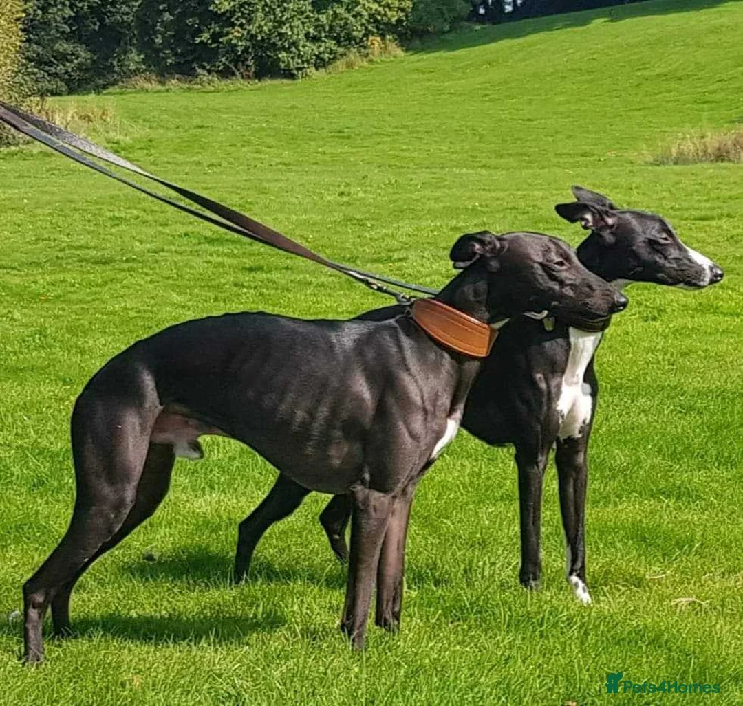 Whippet dogs for stud: Eidynrock Sangoma with Silkspun ,Sportingbred.X in Glasgow - Advert 4