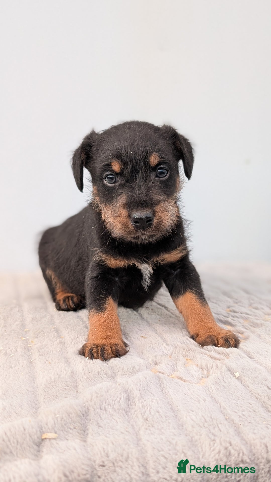 Mixed Breed dogs for sale: 2 Terrier boys - Advert 4