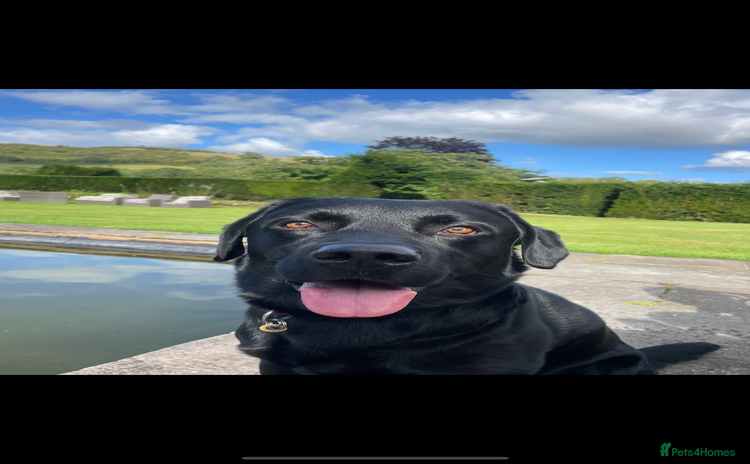 Labrador Retriever dogs - Advert 1