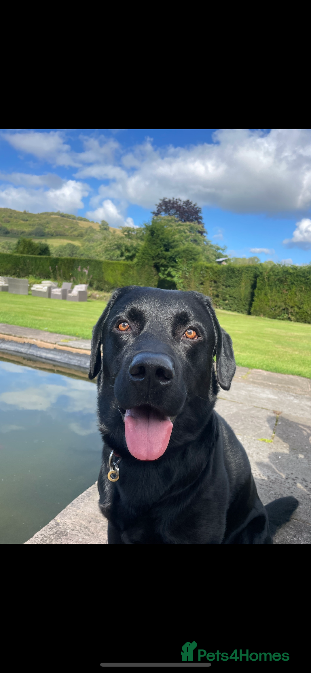Labrador Retriever dogs for stud: Black Labrador Stud - Image 1