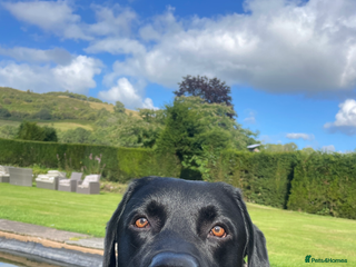 Labrador Retriever dogs - Advert 33