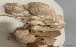 Cockapoo dogs for sale: Pra clear f1 cockpoo - Image 14