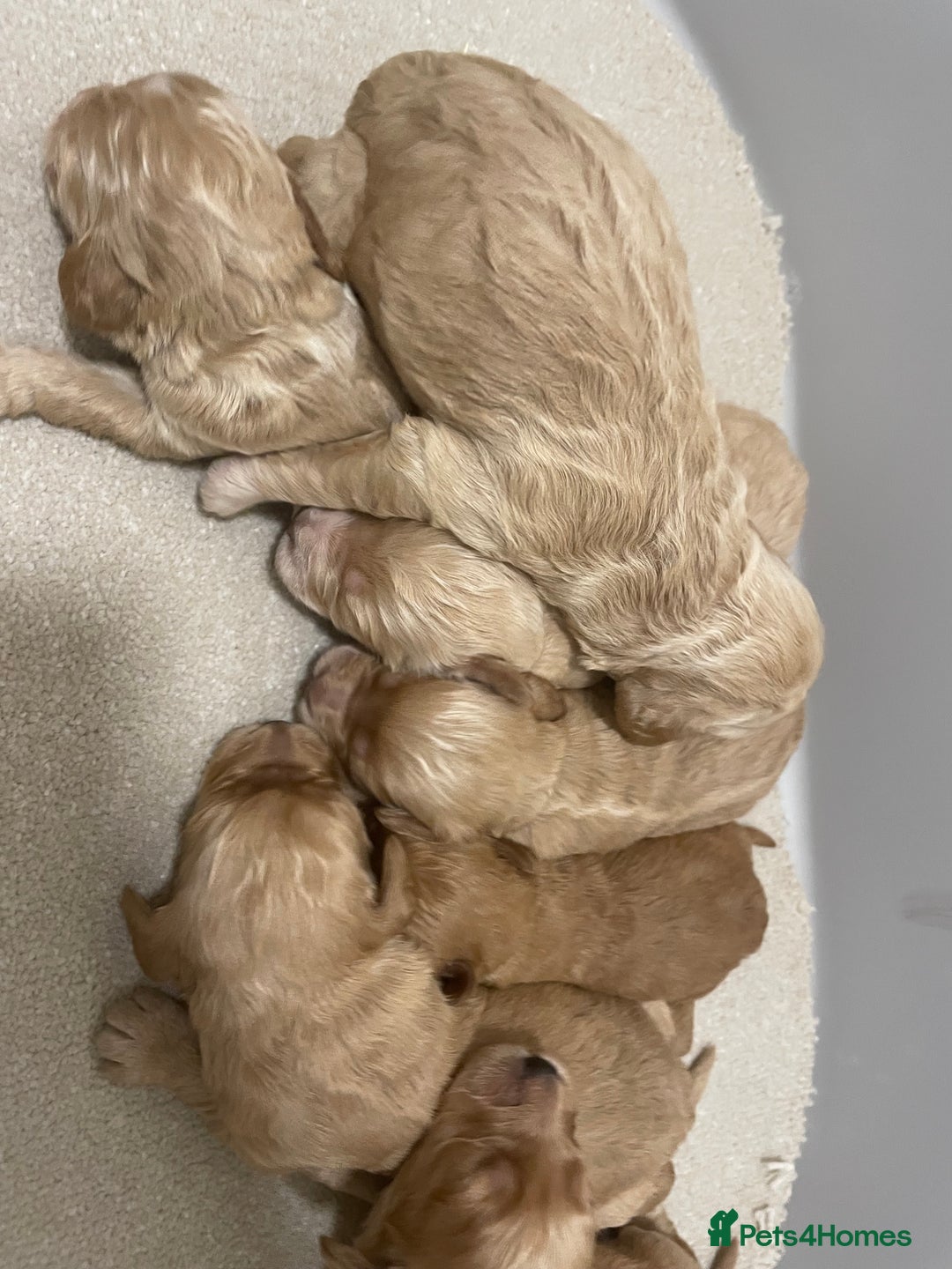 Cockapoo dogs for sale: Pra clear f1 cockpoo - Image 14