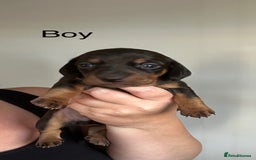 Miniature Dachshund dogs for sale: Miniature Dachshunds  - Image 20