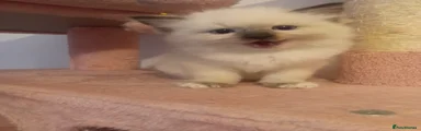 Ragdoll 2