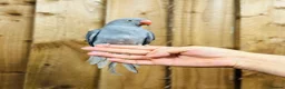 Ringnecks birds for sale: Baby Ringneck - Advert 4