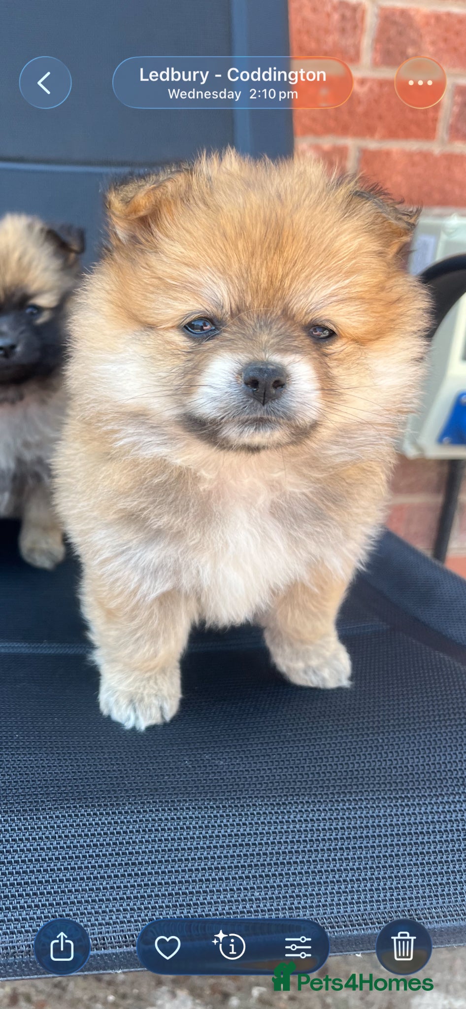 Pomeranian dogs for sale: Pomeranian puppies in Ledbury - Advert 5