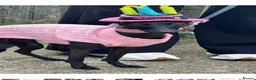 Italian Greyhound dogs for sale: BEAUTIFUL ITALIAN GREYHOUND PUPPIES  - Advert 17