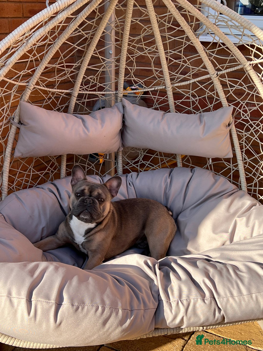 French Bulldog dogs for sale: Rocco - French Bulldog aged 4 - Image 3