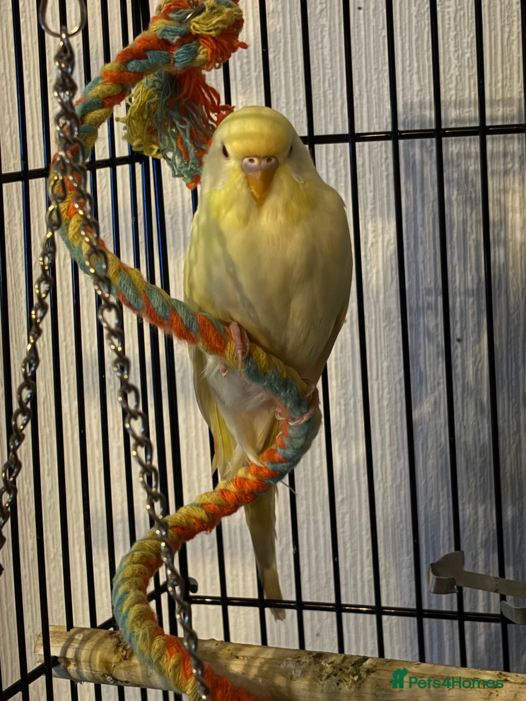 Budgerigars birds for sale: Budgies  - Advert 8