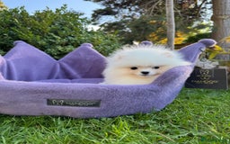 Pomeranian dogs for sale: SUPER TINY ICE WHITE POMERANIAN BOY - Image 32