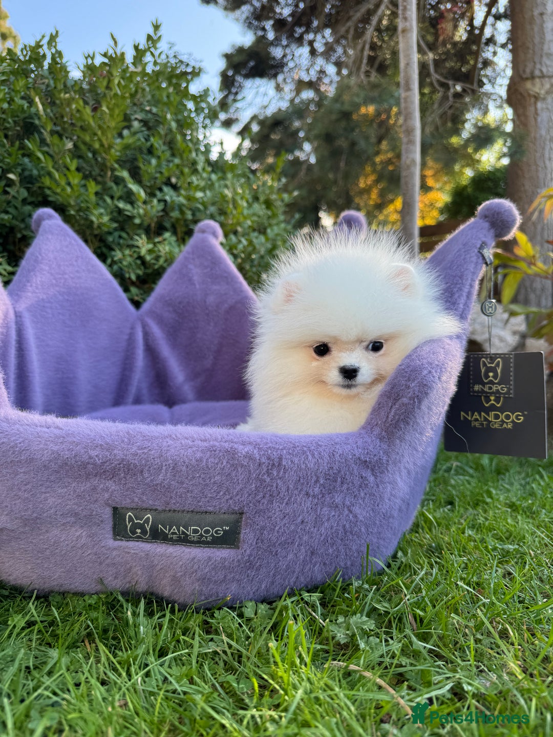 Pomeranian dogs for sale: SUPER TINY ICE WHITE POMERANIAN BOY - Image 32