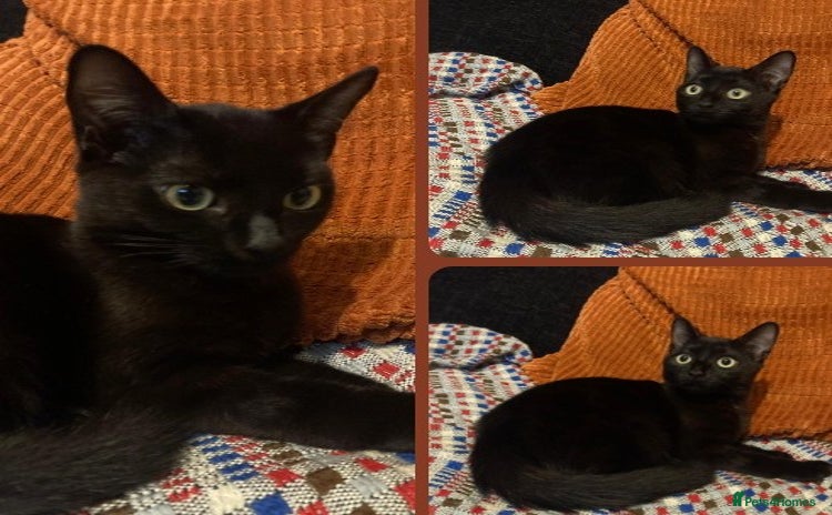 Bombay cats - Advert 1
