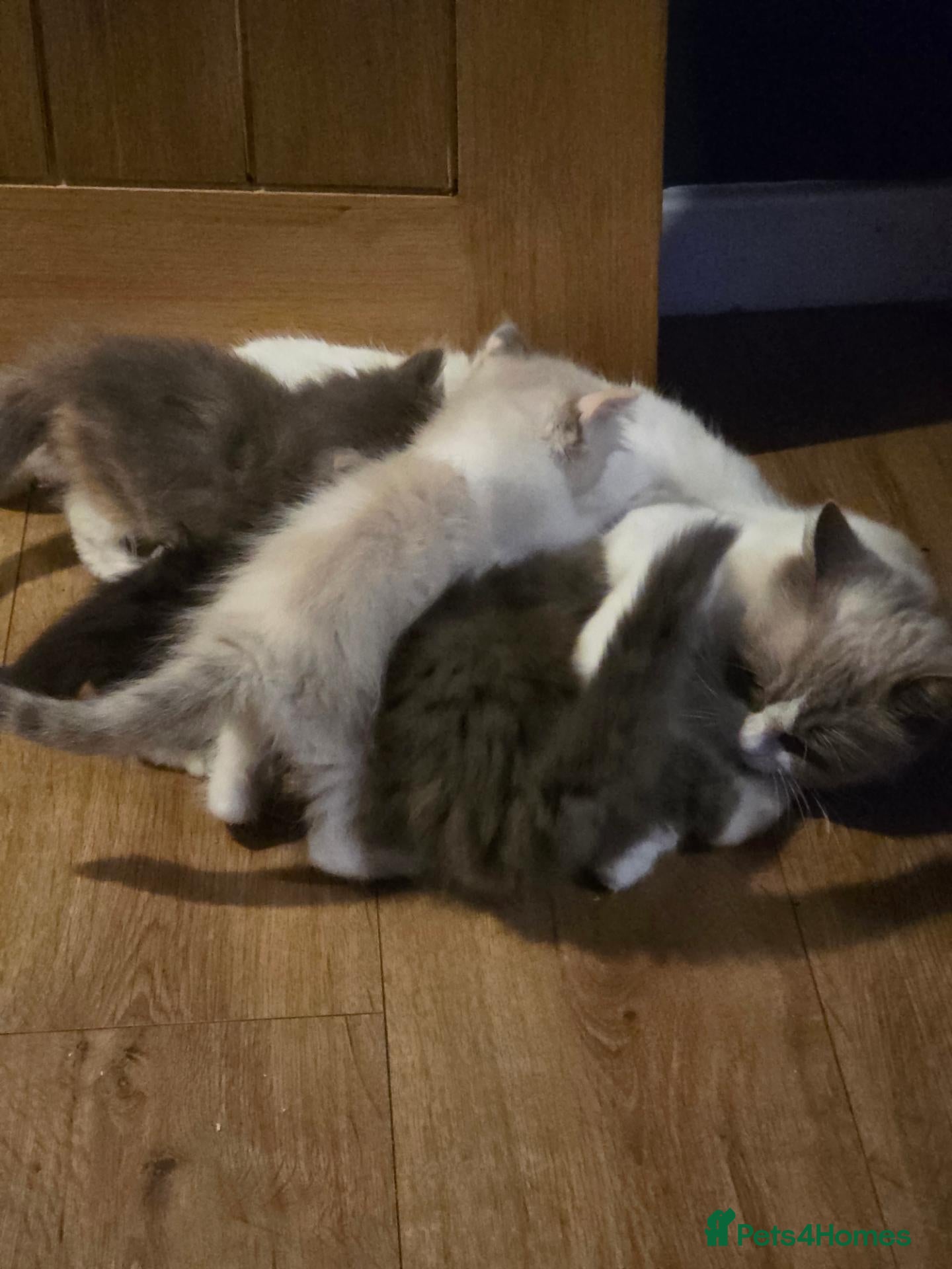 Maine Coon cats Poly litter of mainecoon/ragdoll - Advert 1