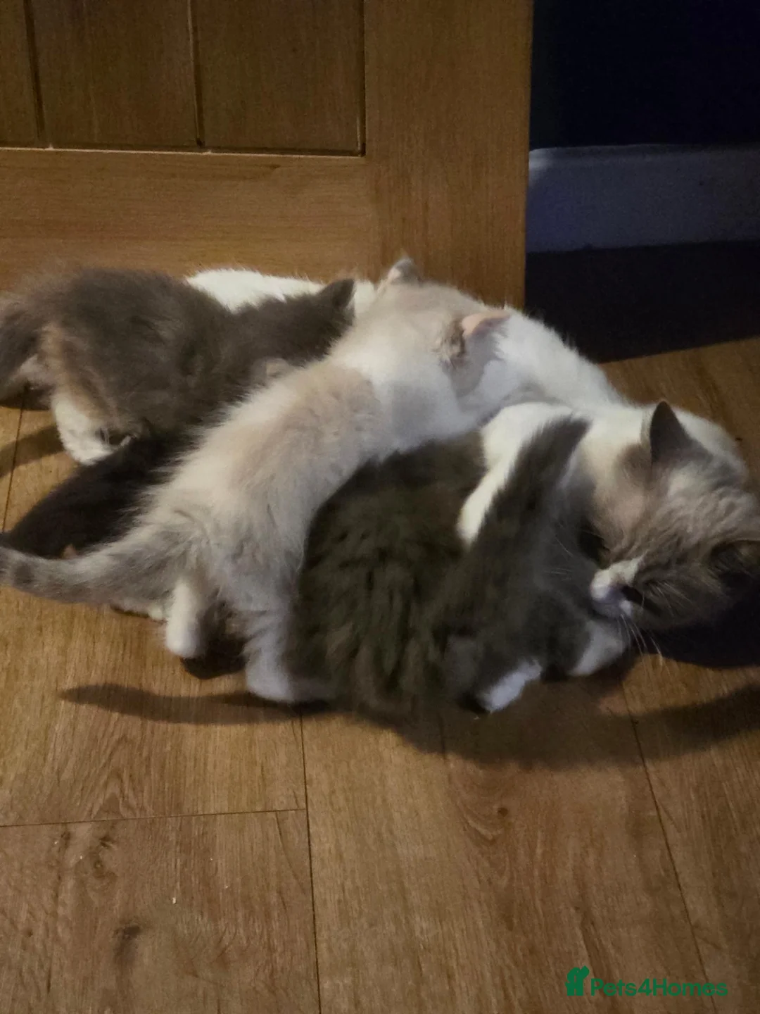 Maine Coon cats for sale: Poly litter of mainecoon/ragdoll - Advert 1