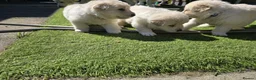 German Shepherd dogs for sale: This is a presale post for now  - Advert 3