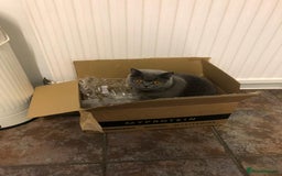 Domestic Shorthair cats for sale: Rehoming my 2 girls  - Image 11